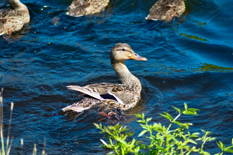 a duck is swimming in a lake