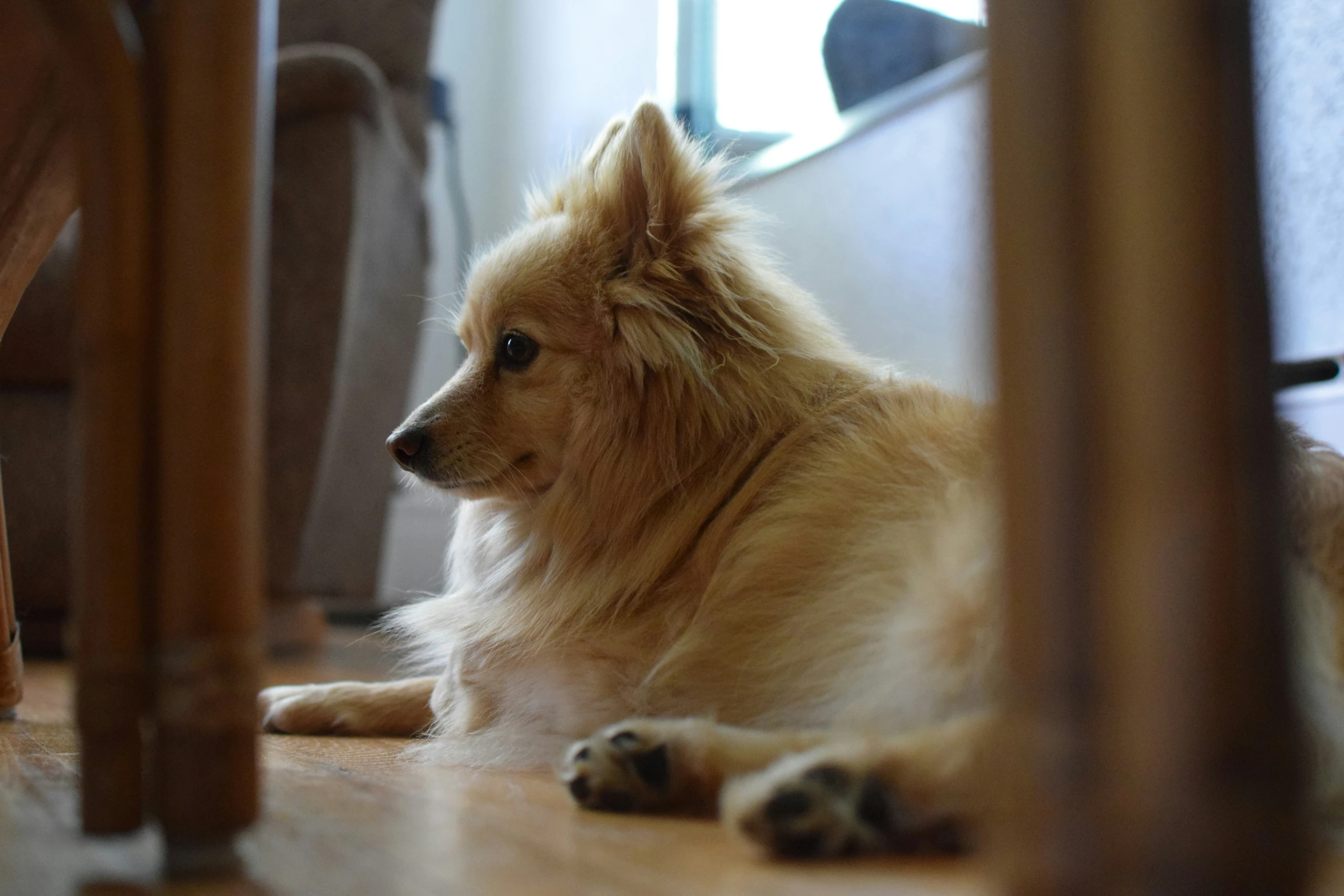 the dog is looking at soing while lying on the floor