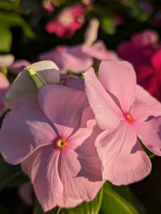 pink flowers blooming in the center of a green nch