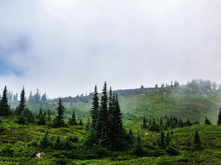 mountains are in the distance with trees in the foreground