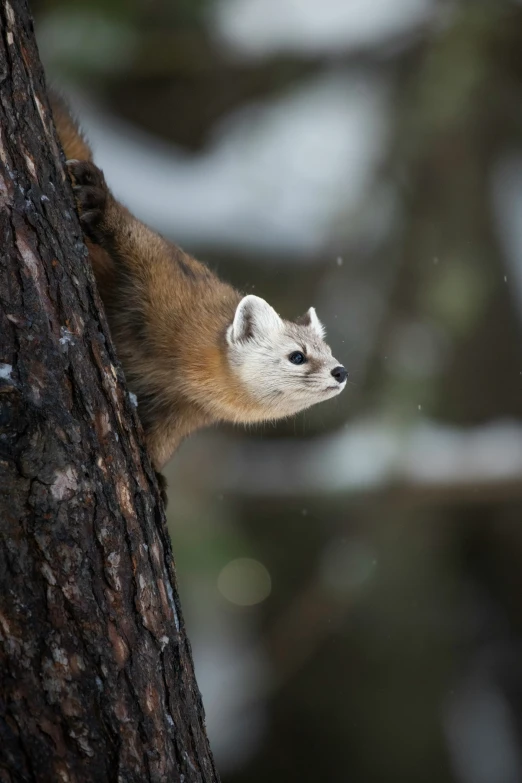 a tree - covered with snow and looking around its neck