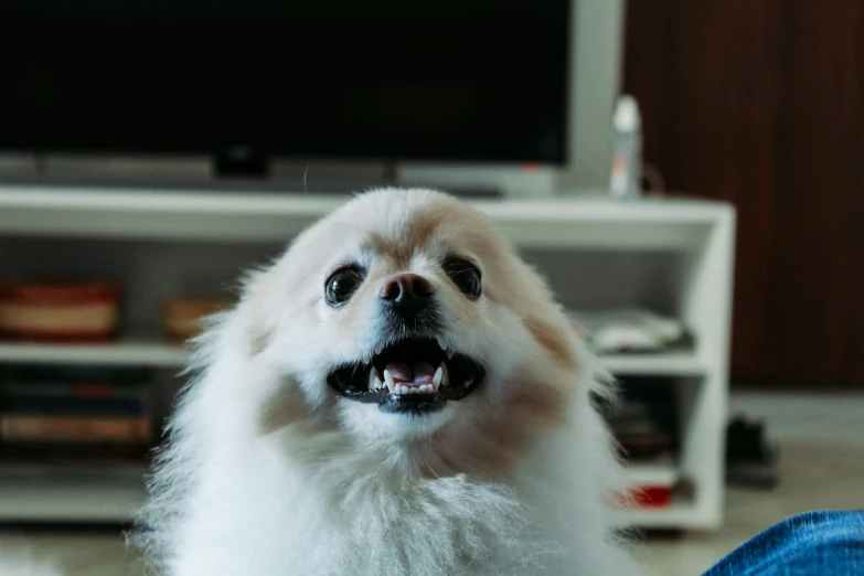 a white dog with its mouth open and its tongue hanging out