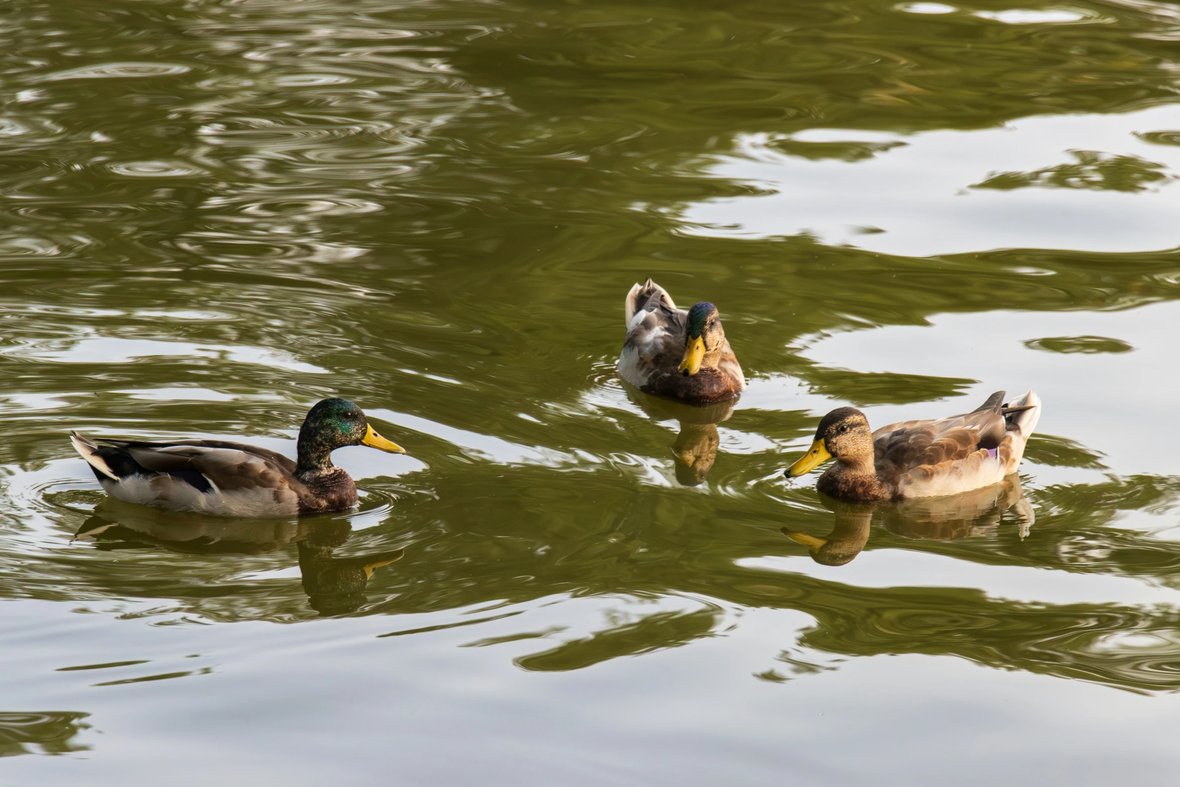 three ducks swim through a lake, one with its head above the water