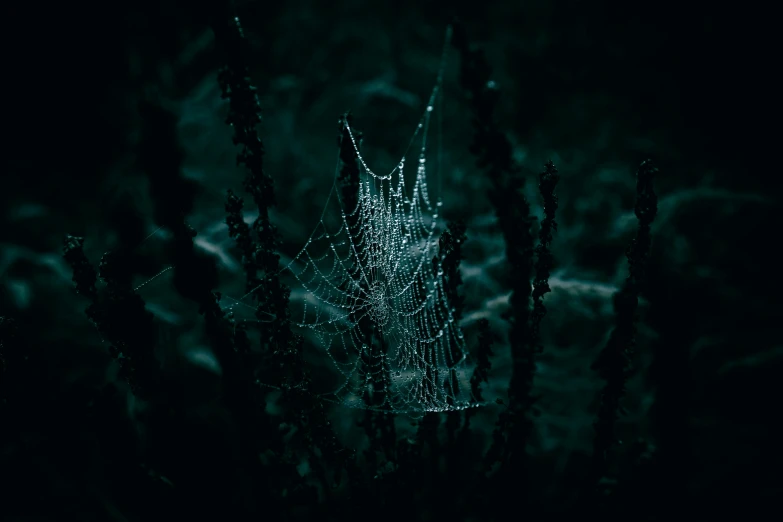 a spider web is on the top of a dark, green plant