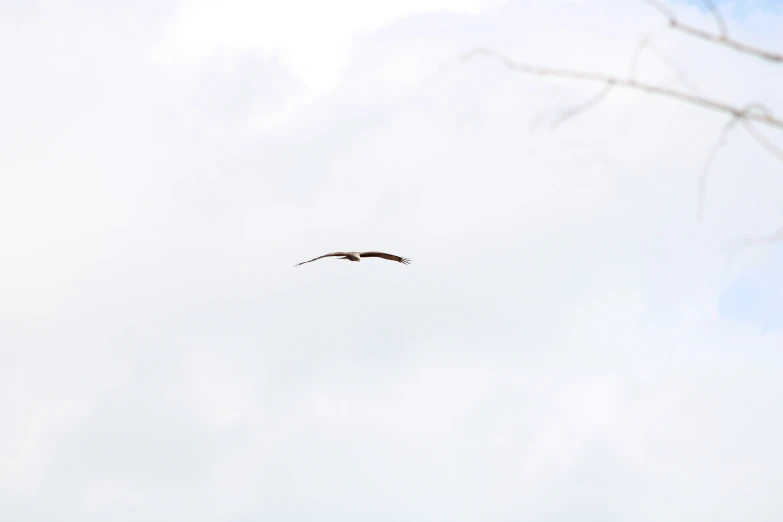 an image of two birds in the sky