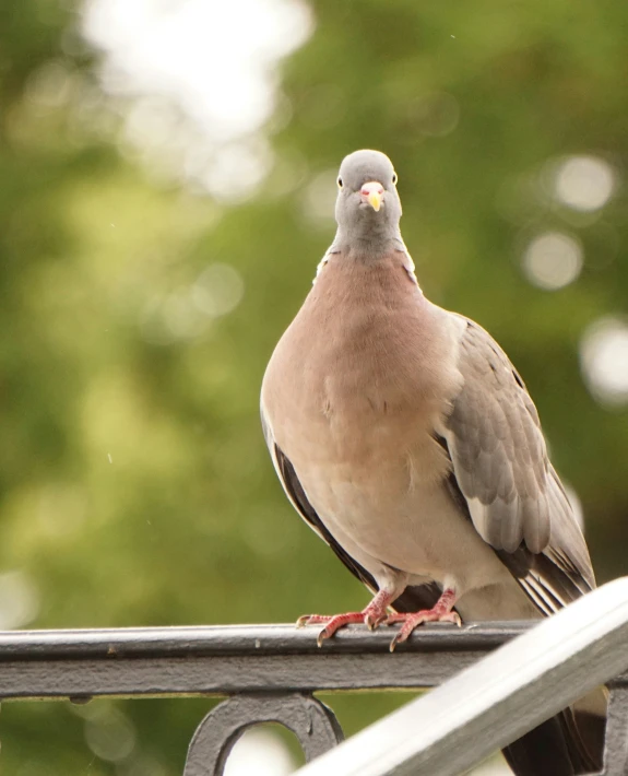 a pigeon perches on a railing in the sun