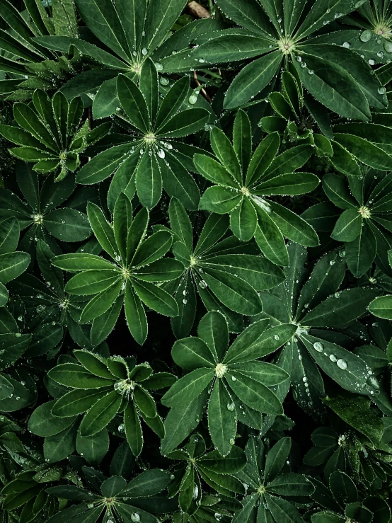 a green plant with lots of leaves on it