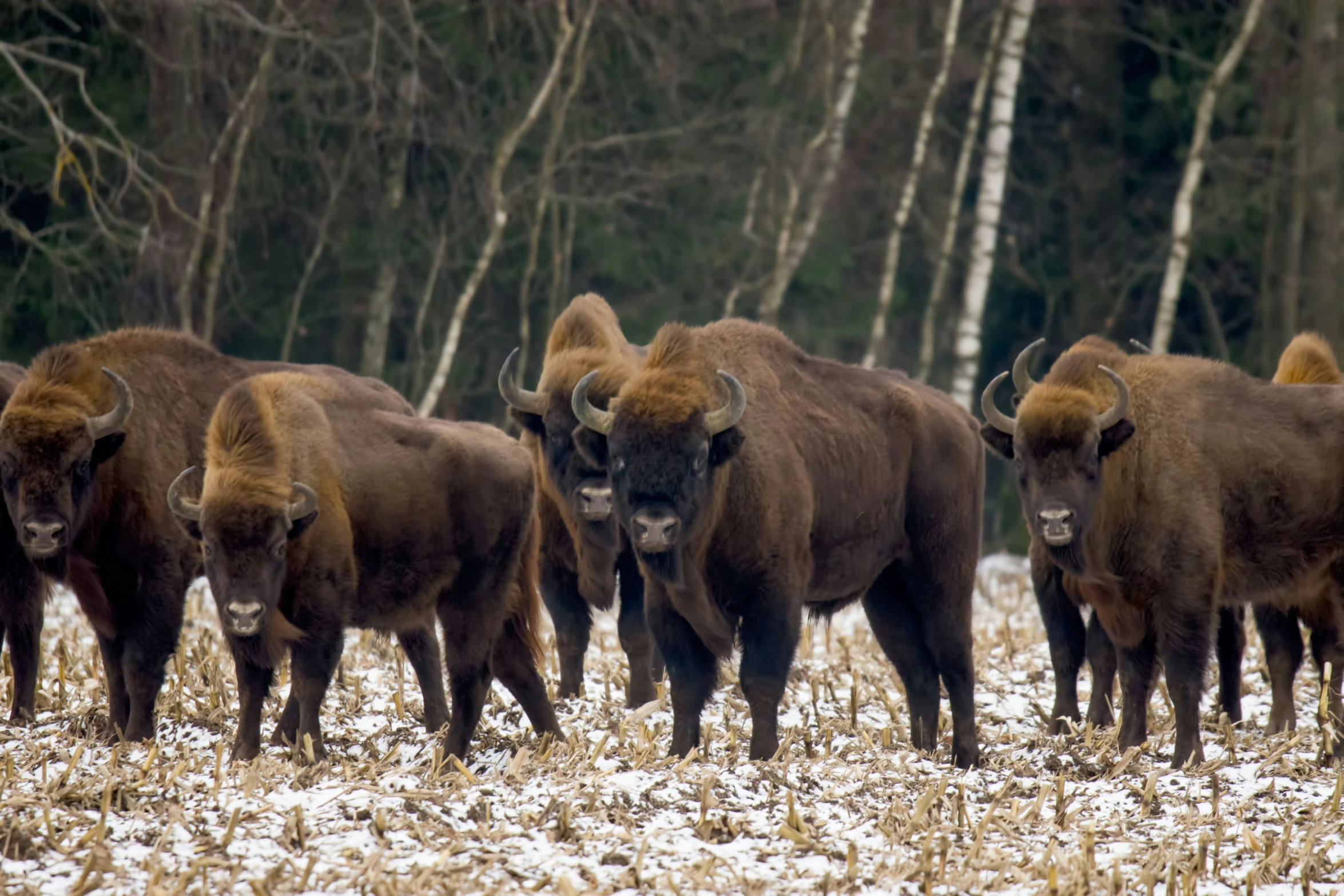 large cows grazing on some grass and snow