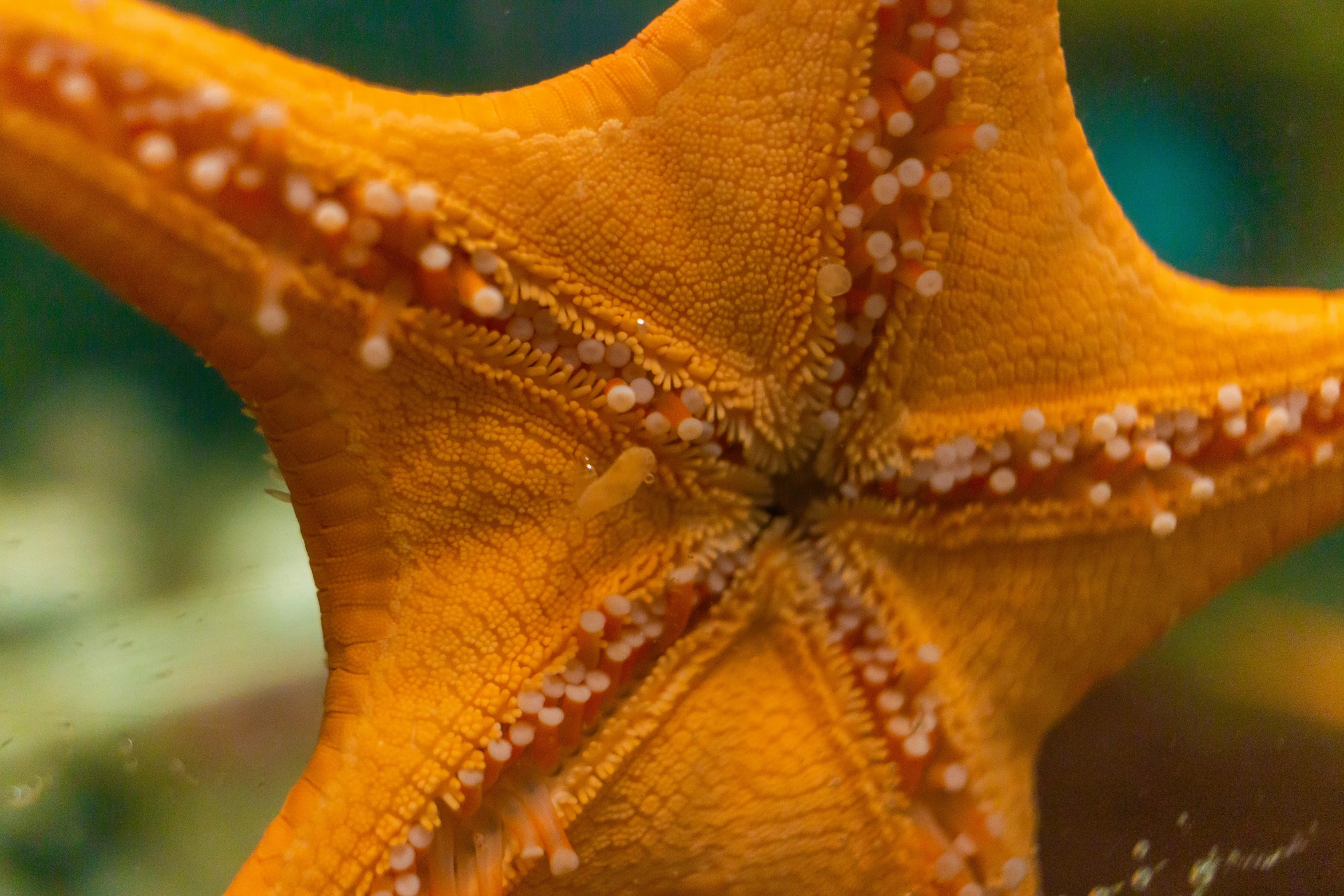 a starfish in its habitat swimming and enjoying the water