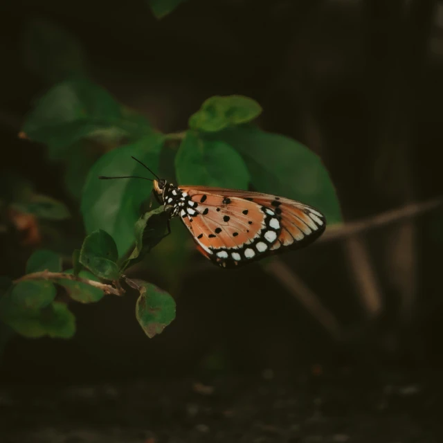 a erfly that is perched on top of some leaves