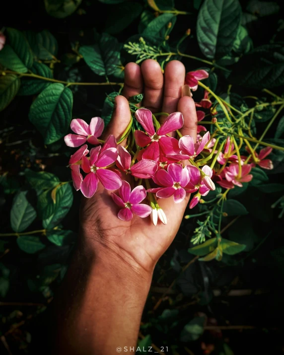 a hand holding several purple flowers in front of green leaves