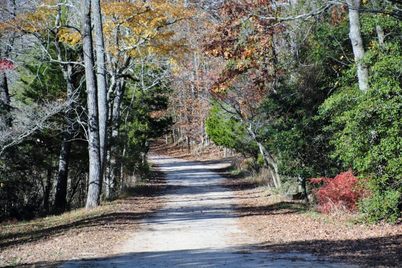 a road in a forest with trees and leaves all around