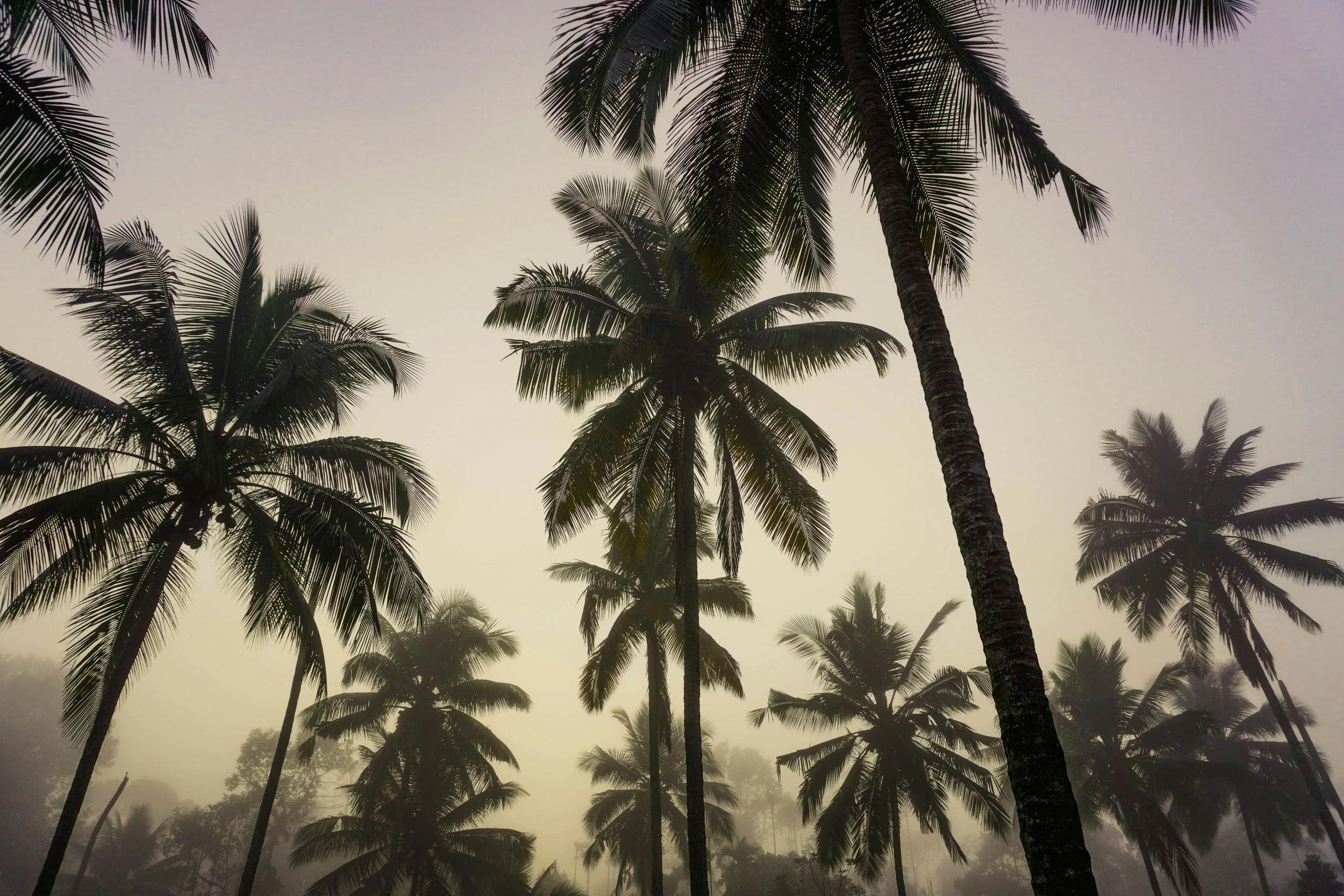 a very tall tree in the air and some palm trees