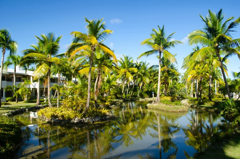 a lake surrounded by palm trees and palm trees