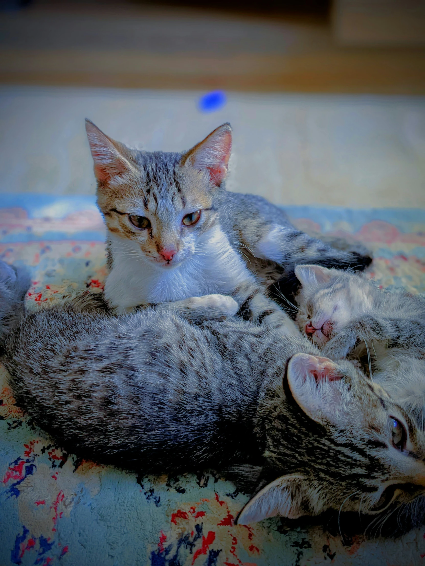 two kittens laying together in the same bed