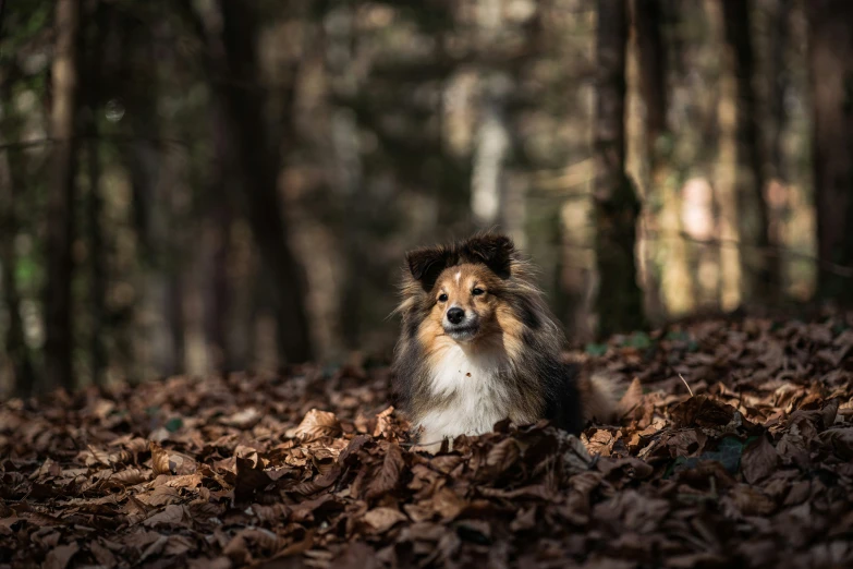 a dog with its head hanging over the top of leaves