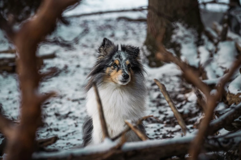 a brown and black dog in the woods