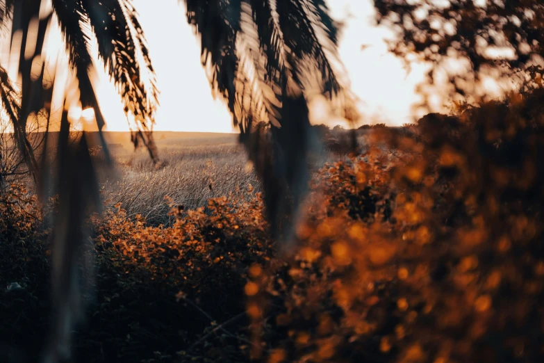 the sunlight shining on grass is shining down