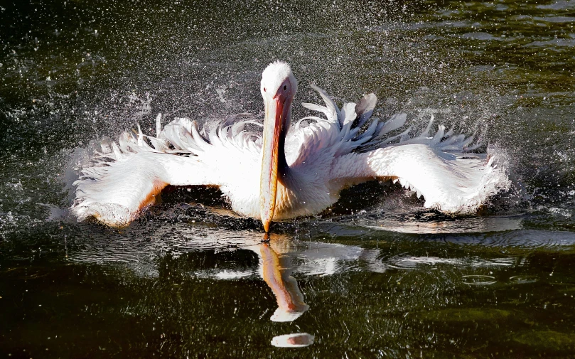 a white swan spewing water from his beak