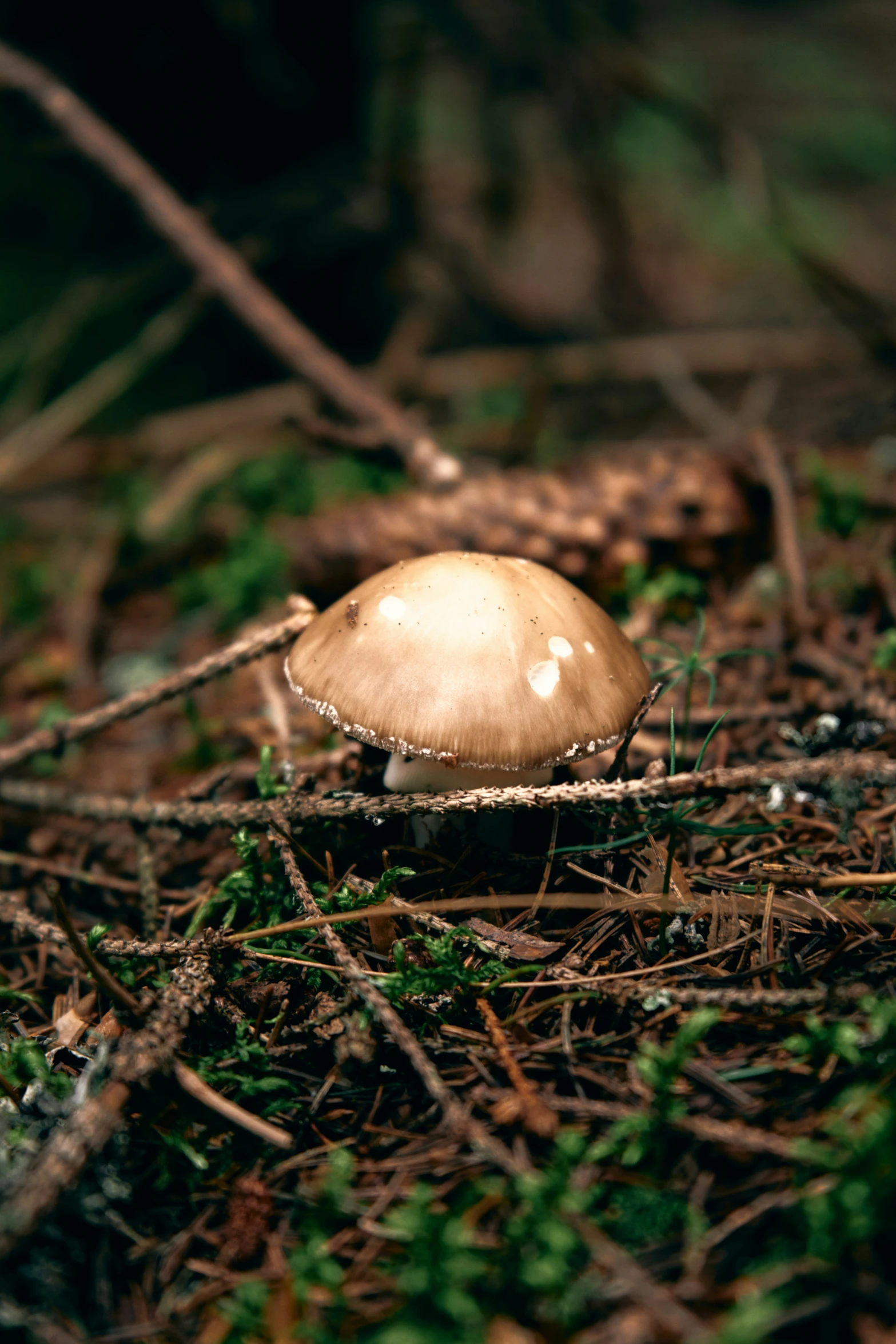 a mushroom grows on the ground, surrounded by needles