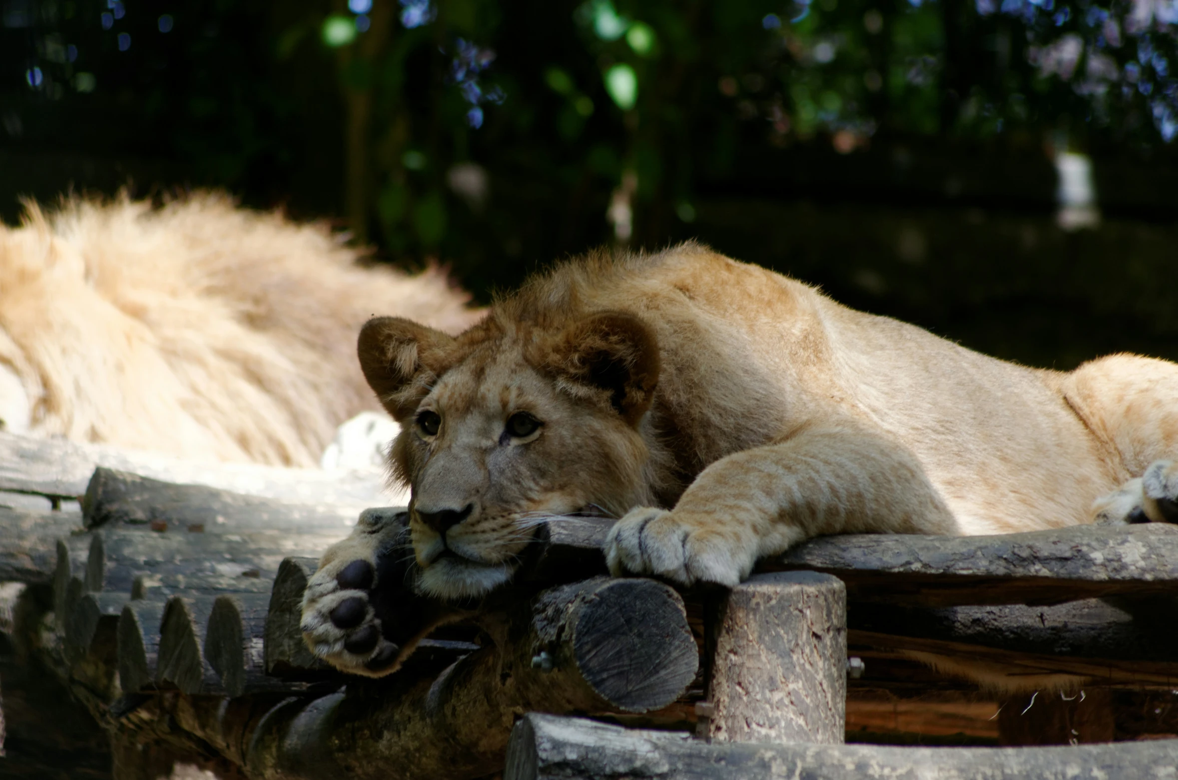 two lions are sleeping on logs together