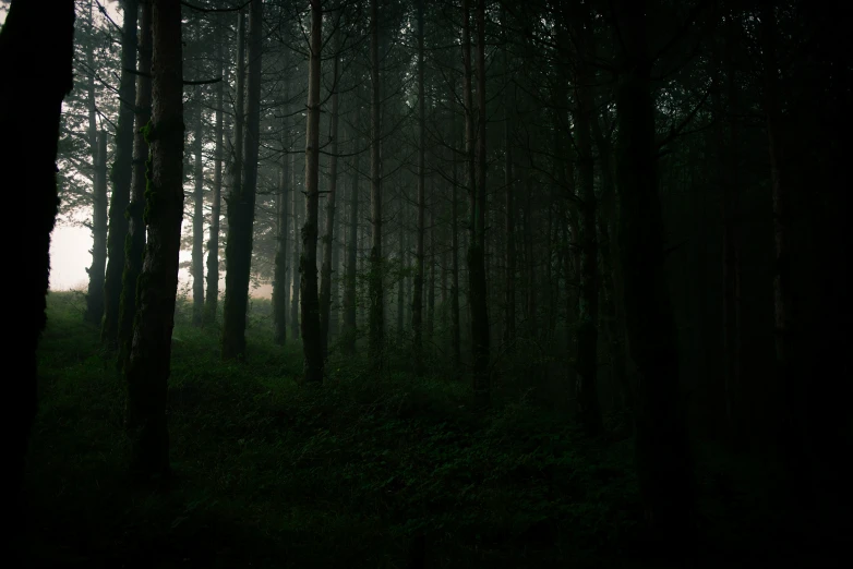 a forest filled with trees covered in green fog