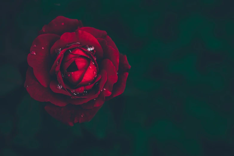 a close up of a flower on some water droplets