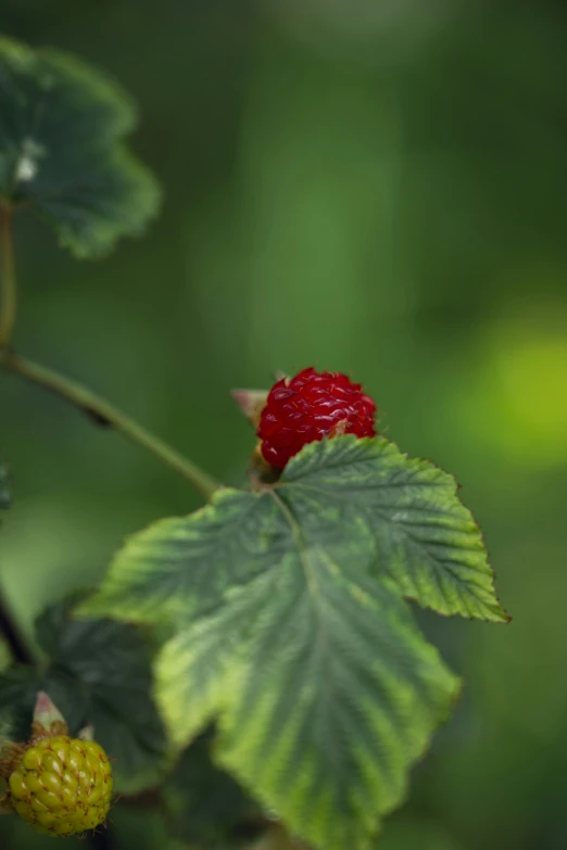 some berries are growing on the nch of a tree