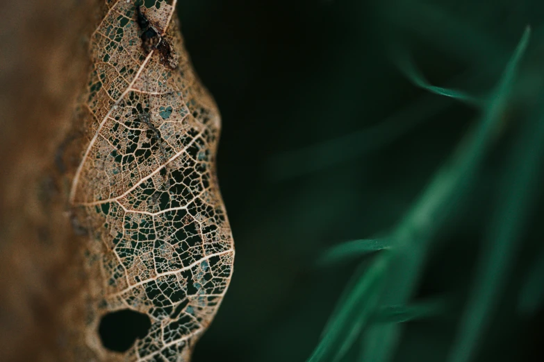 a picture of a plant with brown and green spots