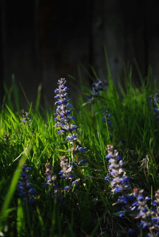 a small blue flower sitting on top of green grass