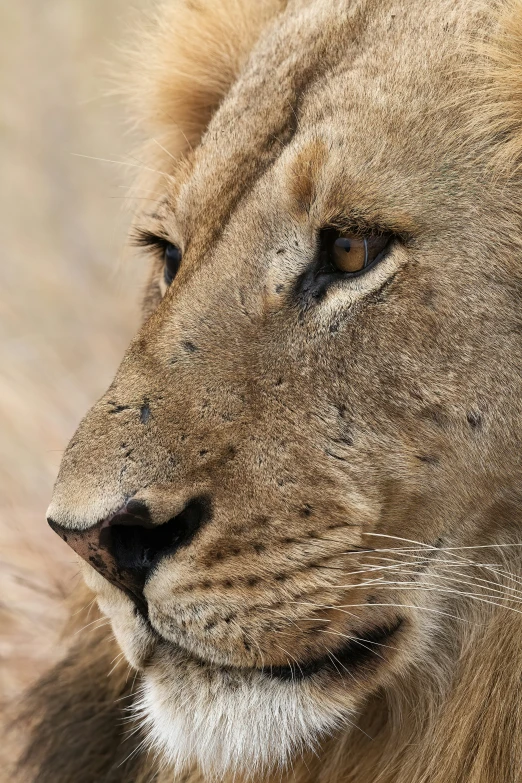 a big adult lion with a thick mane and white mane