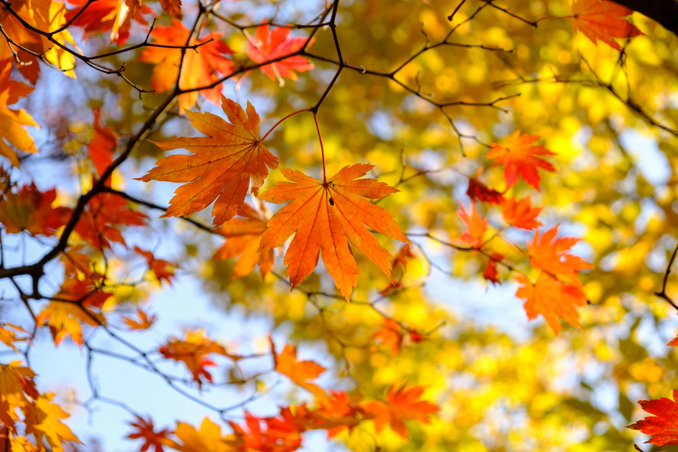 the leaves on a tree are red yellow and orange