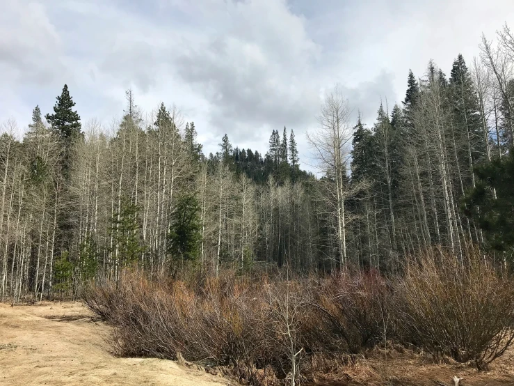 an empty trail through a forest covered with snow