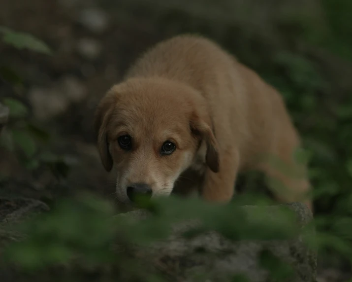 small brown dog sitting in grassy area with rocks