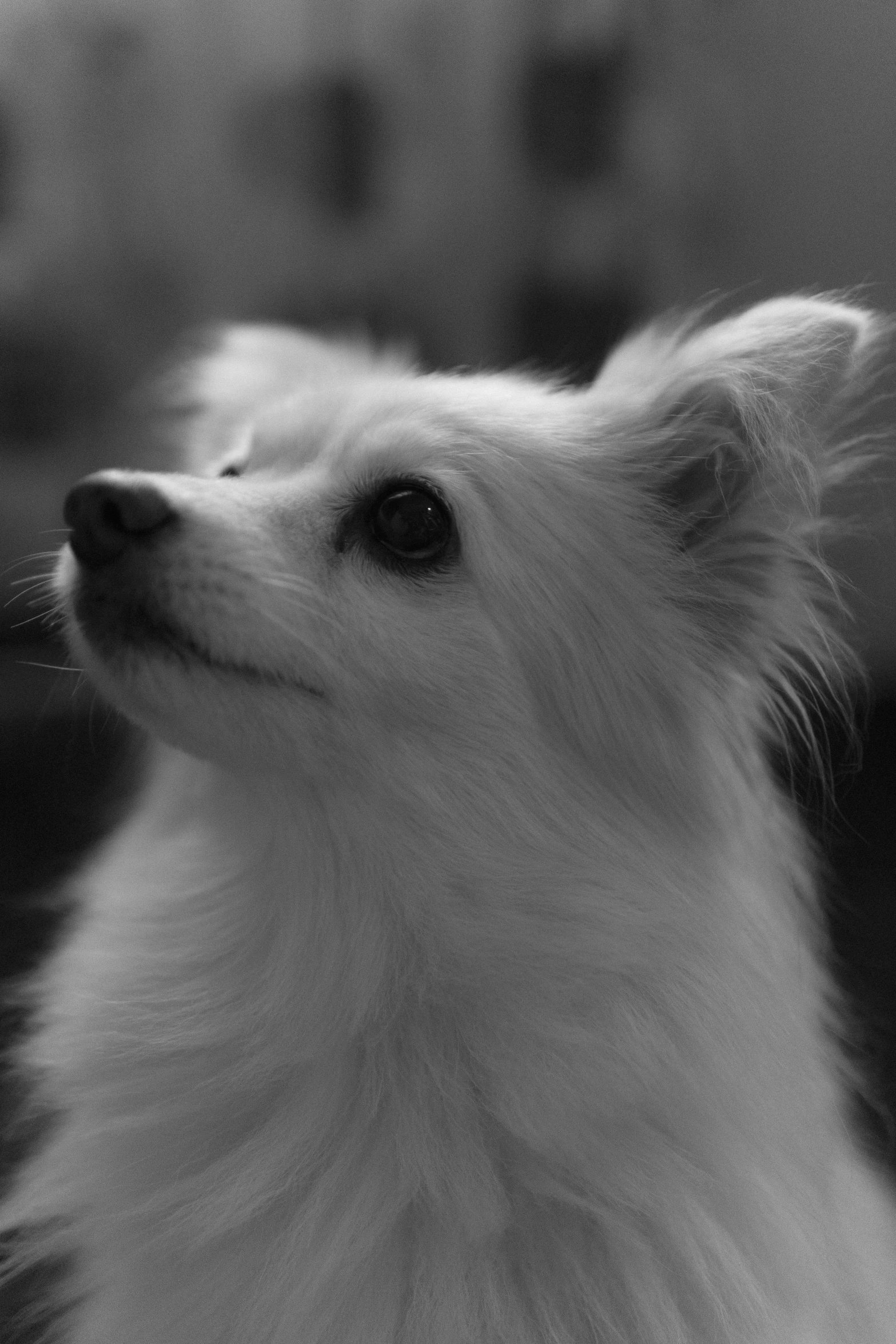 a dog is sitting next to someone and staring