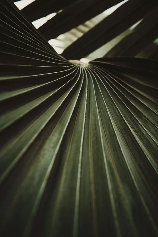 shadows on the top of a leaf