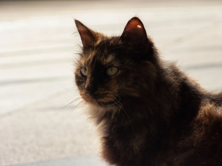 a brown cat is on the pavement looking to its left