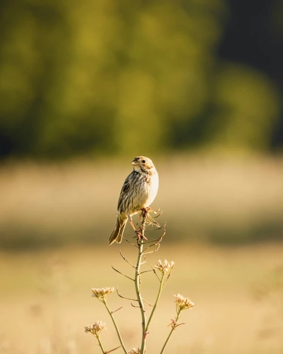 a small bird standing on top of a tall flower