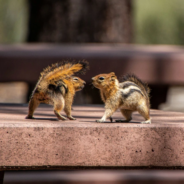 two small animals standing on top of concrete