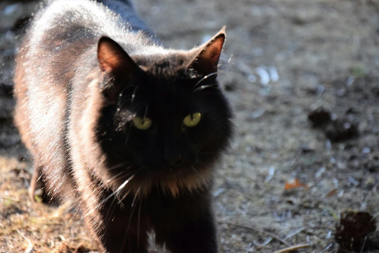 a black cat walking in the sunshine, near some grass