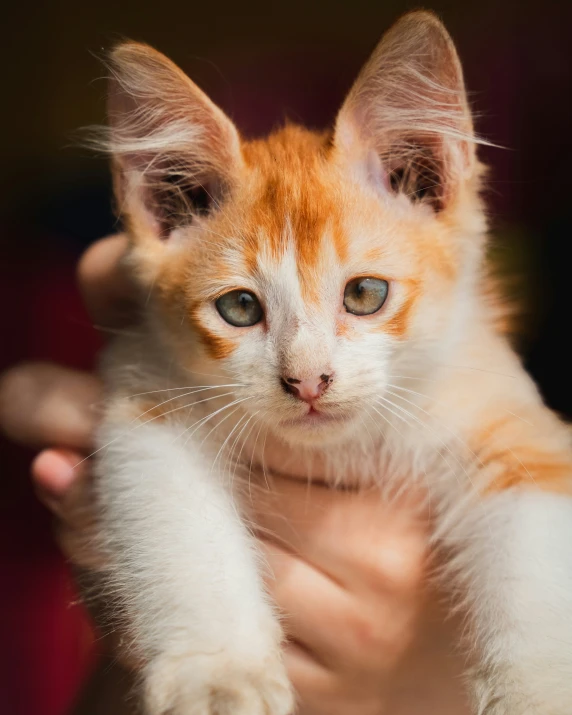 an orange and white kitten being held up by its owner
