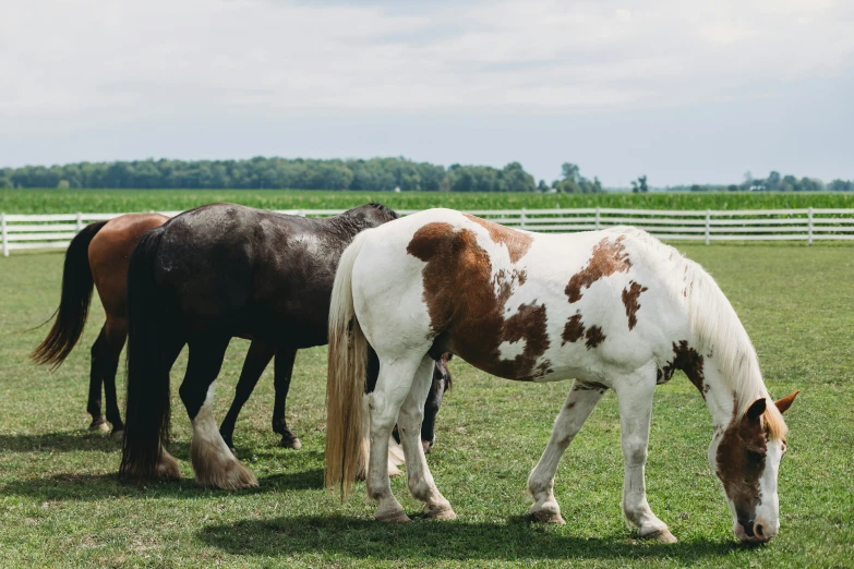 two brown and white horses grazing in a grassy field