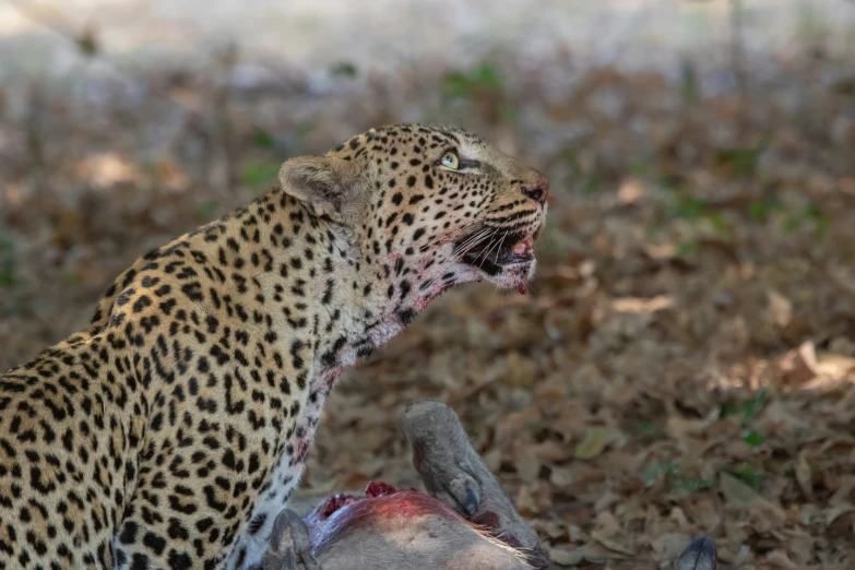 a leopard that has it's mouth open and  down