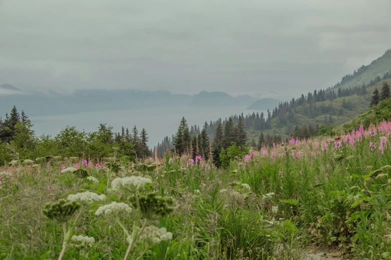 an image of a scenic wilderness with flowers in bloom