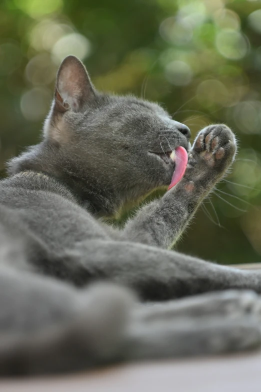 a cat sitting on top of a bed licking the top