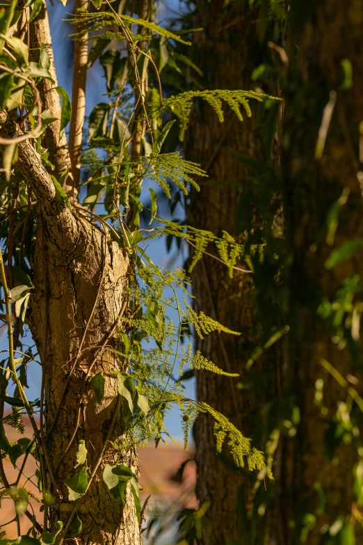 trees with green leaves in the foreground on a sunny day