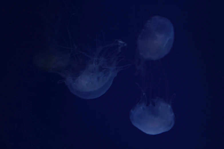 jelly fish floating around in the dark ocean