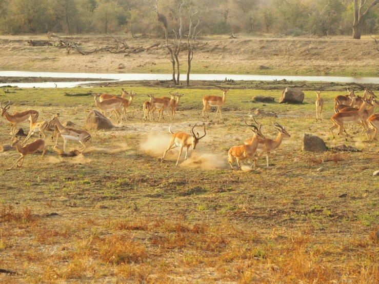 some large animals are kicking up dust in a field