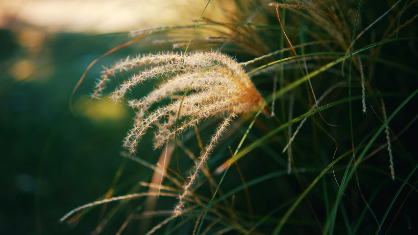 a grassy field with lots of plants in the foreground