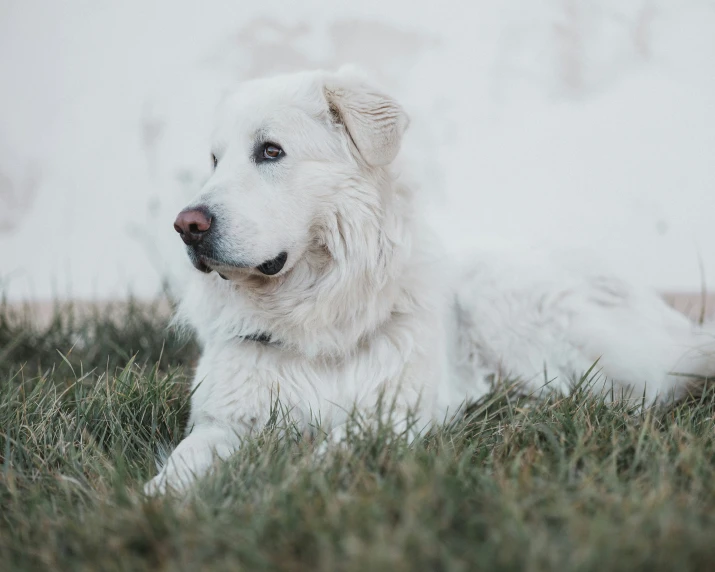 a white dog laying in a green field